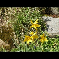 Carlina Acanthifolia (ss-esp. Cynara) (fam. Composees) (Europe) (11)
